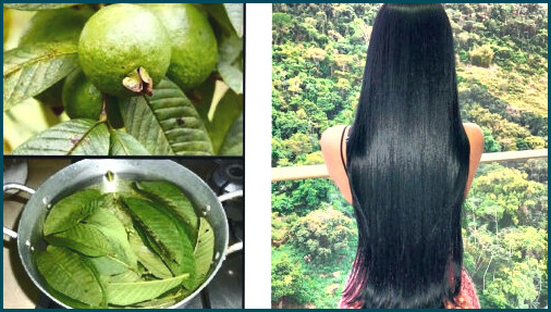 🏆ya disponibles, hojas guayaba para el cabello