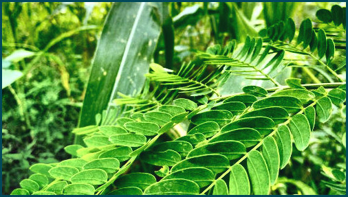 👍cómo comprar hojas de curry para el cabello